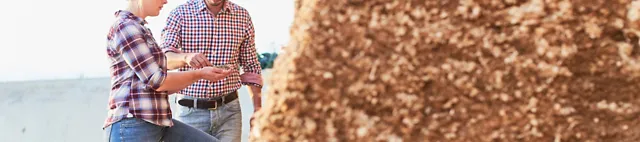 Maissilage Maissilage