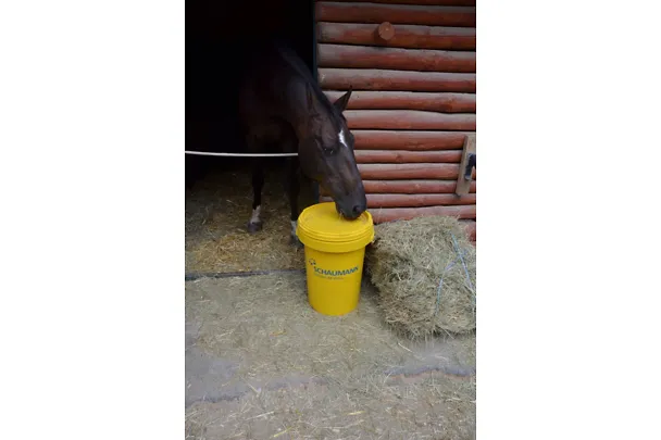 Lee Diamond - se Schaumannem od úrovně Z do úrovně T drezurního umění Lee Diamond - se Schaumannem od úrovně Z do úrovně T drezurního umění