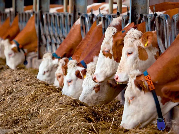 Červenostrakatý skot (Fleckvieh) u krmného stolu Červenostrakatý skot (Fleckvieh) u krmného stolu