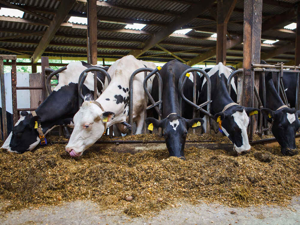 Milchkühe am Futtertisch Milchkühe am Futtertisch