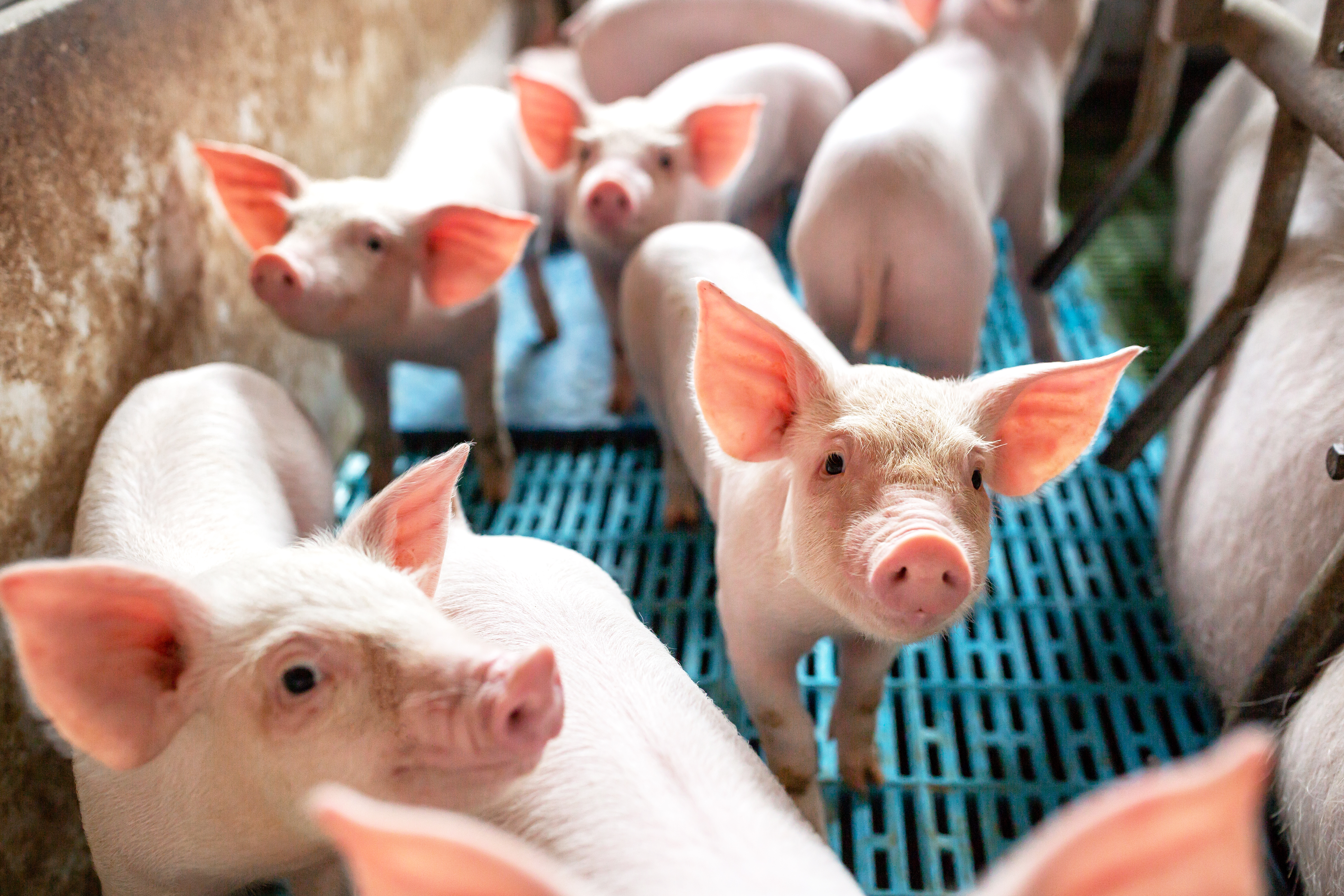 Schweine in Schweinebuchten mit Spaltenboden Schweine in Schweinebuchten mit Spaltenboden